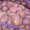 Томат, картофель - Изображение #1, Объявление #48161