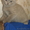шотландского вислоухого котика продаю - Изображение #2, Объявление #138166