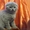 шотландского вислоухого котика продаю - Изображение #1, Объявление #138166