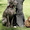 щенки веймаранера (Веймарская легавая) - Изображение #4, Объявление #320956