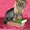Йоркширский терьер мини кобель (1.3кг) для вязки. Щенки йорка - Изображение #2, Объявление #384249