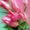 Купите тюльпаны на 8 марта 2012 года, купите тюльпаны оптом и в розницу - Изображение #1, Объявление #430348