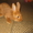 Кролики Немецкий Ризен, Калифорнийский Дешево - Изображение #2, Объявление #530015