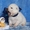 Продаю щенков самоедской собаки - Изображение #2, Объявление #726583