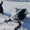 Продаем мини-cнегоход Рыбинка (с муфтой) - Изображение #5, Объявление #1321142