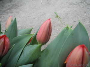 Купите тюльпаны на 8 марта 2012 года, купите тюльпаны оптом и в розницу - Изображение #3, Объявление #430348