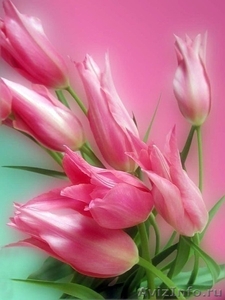 Купите тюльпаны на 8 марта 2012 года, купите тюльпаны оптом и в розницу - Изображение #1, Объявление #430348