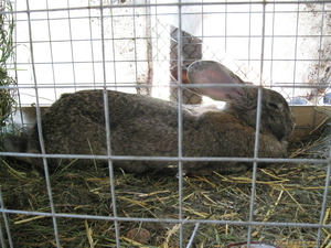 Кролики Немецкий Ризен, Калифорнийский Дешево - Изображение #3, Объявление #530015