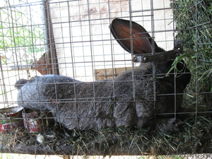 Кролики Немецкий Ризен, Калифорнийский Дешево - Изображение #4, Объявление #530015