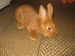 Кролики Немецкий Ризен, Калифорнийский Дешево - Изображение #2, Объявление #530015