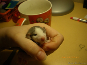 Милые плюшевые крысята - Изображение #1, Объявление #539359