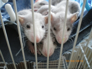 Милые плюшевые крысята - Изображение #2, Объявление #539359