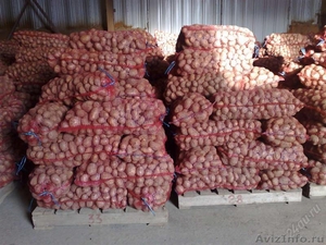Картофель оптом от 20 тонн 7.00 руб/кг - Изображение #1, Объявление #591914