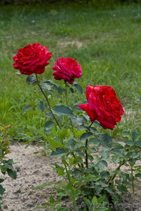 Саженцы роз (продажа) - Изображение #1, Объявление #615534