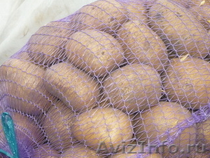 Картофель крупный по хорошей цене - Изображение #1, Объявление #776419