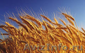 Пшеница 1 класса продовольственная - Изображение #1, Объявление #1033089